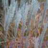 Flame Grass - Image 3