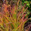 Flame Grass - Image 2