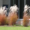 Flame Grass