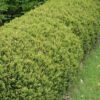 Green Gem Boxwood