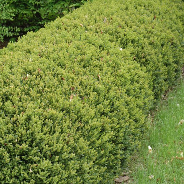 Green Gem Boxwood