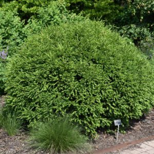 Green Gem Boxwood shrub