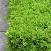 Green Velvet Boxwood - Image 3