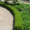 Green Velvet Boxwood - Image 2