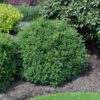 Green Velvet Boxwood