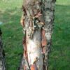 Heritage Birch - Image 2