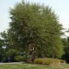 Heritage Birch