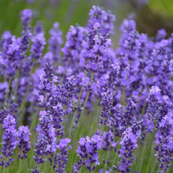 Hidcote Lavender closeup