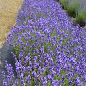Hidcote Lavender in landscape