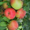Honey Crisp Apple