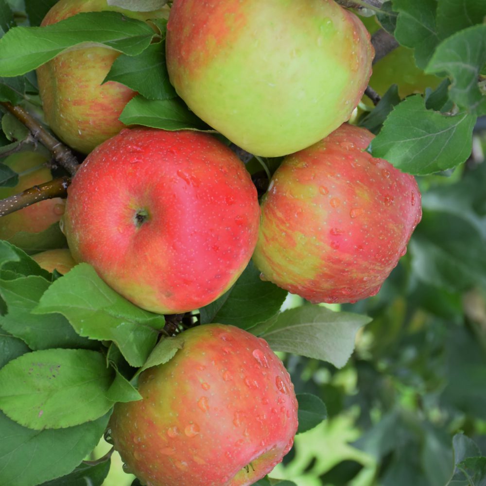 Honey Crisp Apple - Platt Hill Nursery