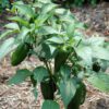 Jalapeno Pepper - Image 2