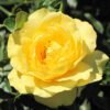 Julia Child Rose