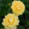 Julia Child Rose - Image 2