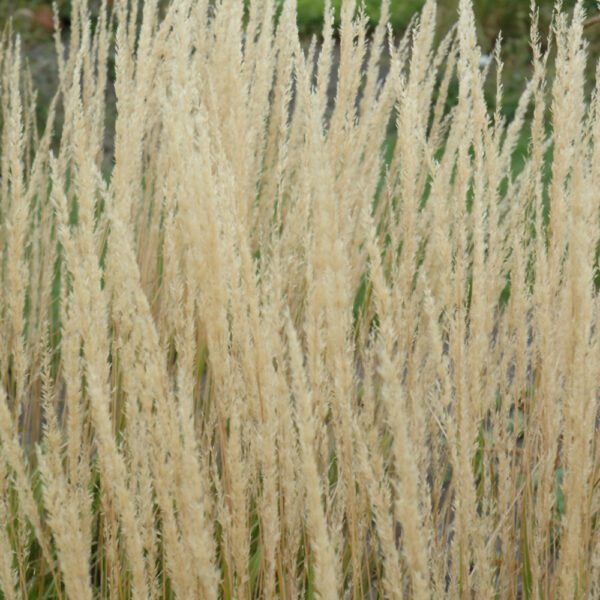 Karl Foerster Reed Grass closeup