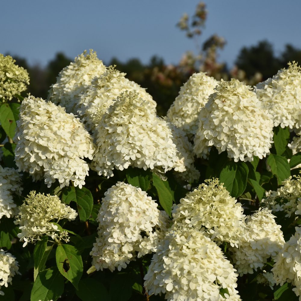 Limelight Hydrangea closeup in bloom