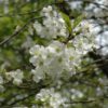 North Star Cherry - Image 2