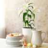 Easter Lily 6 inch Pot