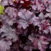 Plum Pudding Coral Bells closeup