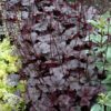 Plum Pudding Coral Bells in landscape