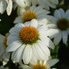 PowWow White Coneflower closeup