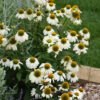 PowWow White Coneflowerl in andscape