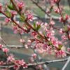 Red Haven Peach - Image 2