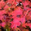 Redpointe Maple - Image 3