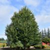 Redpointe Maple - Image 2