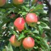 Royal Gala Apple