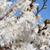 Royal Star Magnolia - Image 2