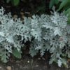 Dusty Miller - Image 2