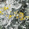 Dusty Miller