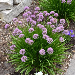 Summer Beauty Ornamental Chives
