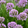 Summer Beauty Ornamental Chives closeup