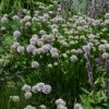 Summer Beauty Ornamental Chives landscape