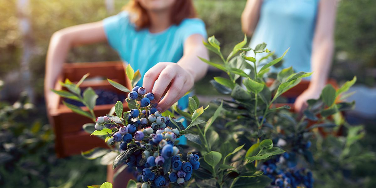 harvesting blueberries -Platt Hill Nursery-Chicago
