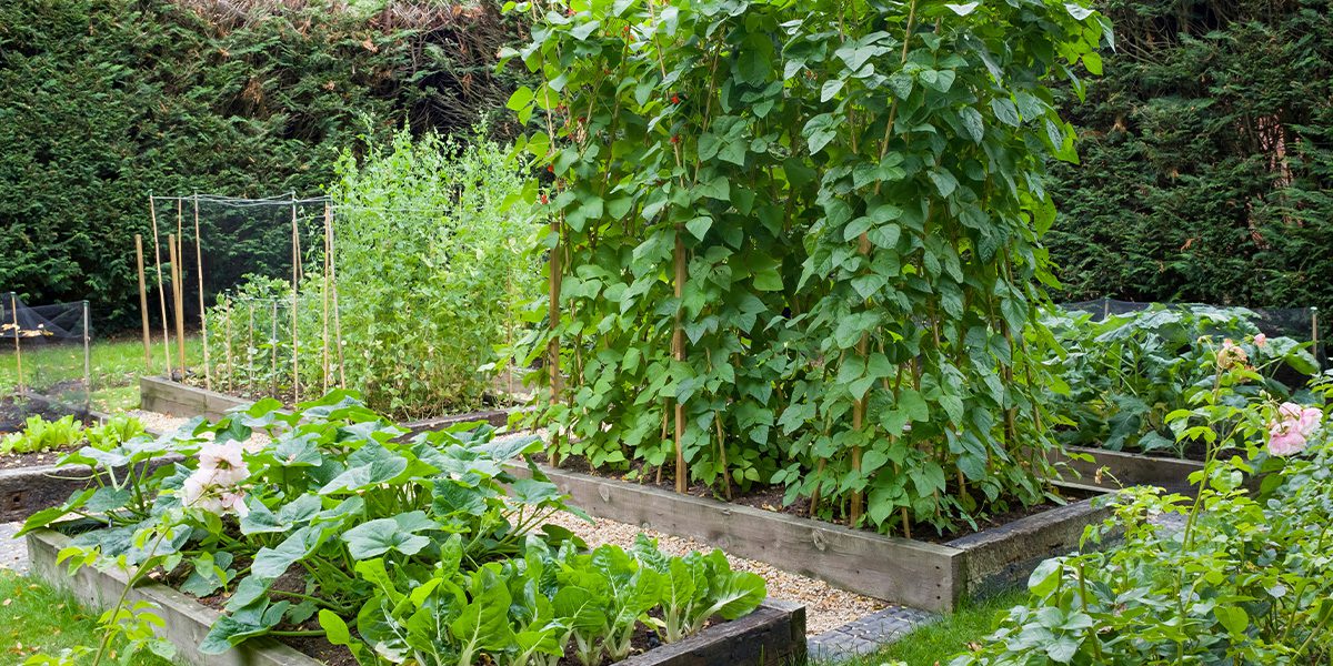 vegetable garden plots -Platt Hill Nursery-Chicago