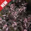 Pearl Glam Beautyberry - Image 2