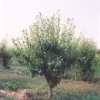 Anjou Pear Tree - Image 2