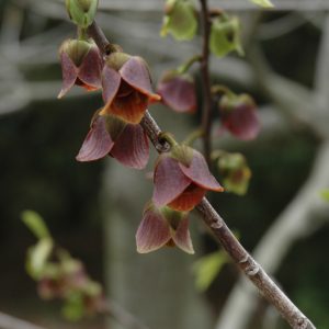 Common Paw Paw Shrub