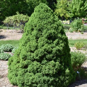 How to Keep Evergreen Boughs Green - Platt Hill Nursery - Blog