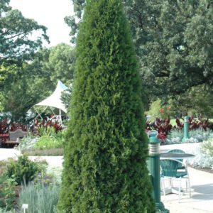 How to Keep Evergreen Boughs Green - Platt Hill Nursery - Blog