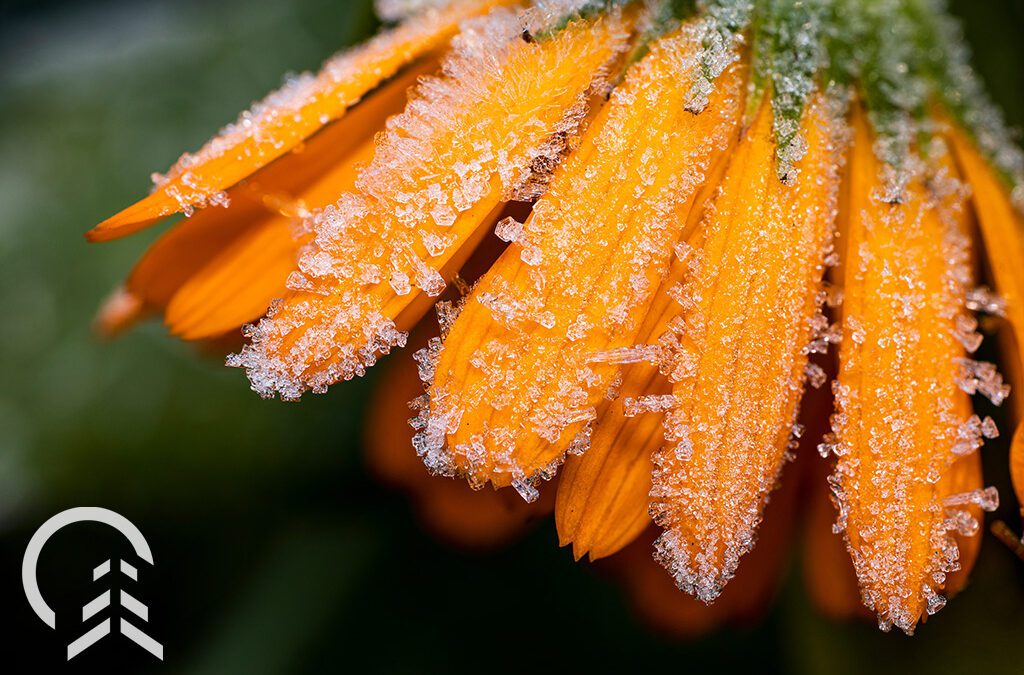 Flower with frost-Platt Hill Nursery-Chicago
