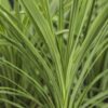 Green Spikes Plant
