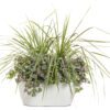 Green Spikes Plant - Image 2