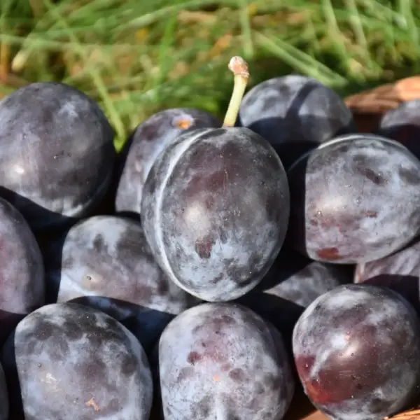 Italian Prune Plum Platt Hill Nursery