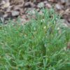 Linesville Arborvitae - Image 2