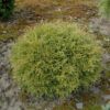 Linesville Arborvitae