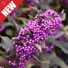 Pearl Glam Beautyberry